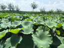 鴻星爾克（ERKE）運(yùn)動(dòng)鞋男鞋休閑夏季網(wǎng)面透氣輕便軟底耐磨通勤久站戶外跑步鞋男士 曬單實(shí)拍圖
