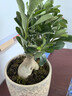 重瓣沙漠玫瑰花苗盆栽花卉老樁室內植物四季好養的花陽(yáng)臺庭院植物 大苗30-40CM高（單顆） 曬單實(shí)拍圖