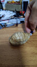 仙作美（假一賠萬）金絲楠木小葉楨楠富甲把件老料實(shí)木雕刻桌面擺件收藏 曬單實(shí)拍圖