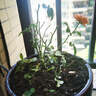【四季循環(huán)開(kāi)花】帶花苞發(fā)貨玫瑰花苗盆栽室內(nèi)外陽(yáng)臺(tái)好養(yǎng)花卉耐寒 黃色【一盆4-5棵帶花苞】[原盆原土] 曬單實(shí)拍圖