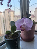 歐悟蝴蝶蘭花苗帶花劍帶花苞盆栽蘭花大苗客廳室內(nèi)植物花卉四季好養(yǎng) 1.紫色戀人【帶花劍】 帶育苗盆 曬單實(shí)拍圖
