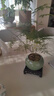 泰西絲文竹盆景桌面綠植盆栽 文竹+綠哥窯冰裂盆+苔蘚+方托 源頭直發(fā) 曬單實(shí)拍圖