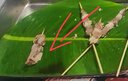 阿吉納 內(nèi)蒙古原切羔羊羊肉串 戶外燒烤半成品 露營燒烤串 燒烤食材 羊肉肋間肉串 450g（約30串） 曬單實(shí)拍圖