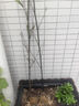 姜南庭院植物地栽竹子苗紫竹青竹竹苗竹根竹子四季青別墅圍墻觀賞綠化 紫竹 1公分 曬單實(shí)拍圖
