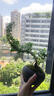 【禪意】懸崖金邊六月雪帶陶瓷盆小盆景植物辦公室內(nèi)綠植盆栽盆景 懸崖六月雪+冰裂盆+方底座+苔蘚 曬單實(shí)拍圖