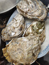 貝司令 鮮活乳山生蠔6XL 凈重4.5斤 6-8只 生鮮海鮮貝類 源頭直發(fā) 曬單實(shí)拍圖