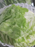 新鮮球生菜500g 漢堡煎餅用圓生菜西生菜新鮮沙拉蔬菜食材 500g 曬單實(shí)拍圖