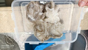東上御品 國產(chǎn) 三去小章魚凈重3斤約24只 八爪魚 去牙去臟 海鮮-源頭直發(fā) 曬單實拍圖