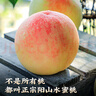 京覓無(wú)錫陽(yáng)山水蜜桃 凈重6斤+ 單果5-6兩 12個(gè) 新鮮水果 源頭直發(fā)包郵 曬單實(shí)拍圖