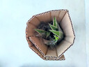 濃香型重瓣大花金邊吊蘭綠植花卉四季開花盆栽室內(nèi)外凈化不支持退 紅色大花濃香型 不含盆 曬單實(shí)拍圖