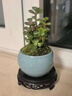 歐芽  金枝玉葉小綠植盆景四季開(kāi)花室內(nèi)盆栽多肉植物課堂辦公室好養(yǎng) 花開(kāi)富貴+哥窯冰裂盆+方托 帶盆栽好 曬單實(shí)拍圖