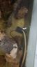 漁師傅魚(yú)池假山循環(huán)抽水泵低吸側吸可調流量潛水泵魚(yú)缸水泵噴泉抽水泵機 MP25W循環(huán)泵可調流量 220V送水管1.5米 曬單實(shí)拍圖