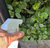 八個(gè)老頭葉康靈植物雙效靈通用免稀釋營(yíng)養(yǎng)液多菌靈園藝抗病茶花預(yù)防病菌 葉康靈*3瓶 曬單實(shí)拍圖