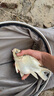 BAISHA FISH BS白鯊鰱鳙二代方塊餌料酸臭味草莓味霧化好拋竿海竿主攻花白鰱魚餌 二代酸臭鰱鳙方塊【慢霧化】 【1包裝】 曬單實拍圖
