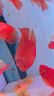 樂(lè)淘逸寵血紅鸚鵡魚(yú)活體發(fā)財(cái)魚(yú)財(cái)神魚(yú)大型熱帶觀賞魚(yú)淡水好養(yǎng) 18-20精品紅鸚鵡1條發(fā)順豐 曬單實(shí)拍圖