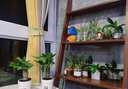 仟草集吊蘭綠植盆栽室內(nèi)盆栽花卉綠植物花卉盆栽土培水培吊蘭 不含盆 金心吊蘭整盆苗3-5棵 曬單實拍圖
