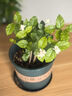 開時果 四季桂花盆栽樹苗濃香型 新中式盆景辦公室內(nèi)綠植物源頭直發(fā)包郵 精品四季桂+原土發(fā)貨（不含盆） 【整高約40-50cm左右】 曬單實拍圖