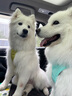 拉夫威爾弗格蘭狗狗胸背帶牽引繩小型犬ruffwear柴犬寵物狗背心胸背帶 鼠尾草綠/霧森綠 L/XL 曬單實拍圖