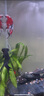 森森（SUNSUN）新款智能簡奢魚缸客廳超白玻璃大型底過濾免換水生態(tài)水族箱 超白新式底濾+無極變光 0.8米42寬 紳士灰 曬單實拍圖