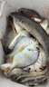 魚餌海釣餌料血蠶釣魚海竿鯽魚鯰魚專用路滑餌料血蠶專釣翹嘴 【連桿爆護 專攻巨物】買一贈一 曬單實拍圖