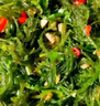 元瀧 新鮮海帶絲500g*2袋 福建鹽漬厚海帶 涼拌火鍋 源頭直發(fā) 曬單實(shí)拍圖