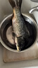 鮮活大鯉魚1-1.25kg/條 曬單實拍圖