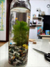 微景觀生態(tài)瓶生態(tài)瓶觀賞小魚diy微景觀免換水造景材料活動(dòng)禮物水 科學(xué)簡(jiǎn)約款 曬單實(shí)拍圖