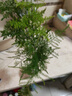 文竹盆栽室內(nèi)客廳植物花卉辦公室綠植桌面凈化空氣創(chuàng)意小盆景原盆 精選小文竹【15-22cm高】1盆+育苗盤 曬單實(shí)拍圖
