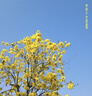 松典（SONGDIAN）迪士尼米奇聯(lián)名款數碼相機卡片迷你照相機 白色 【官方標配】+32G內存卡 曬單實(shí)拍圖
