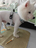 索米拉（Suomila）狗狗胸背帶背心式大型犬防爆沖柴犬金毛中小遛狗繩牽引繩 橙色M碼 曬單實拍圖