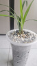 華香園華香園蘭花 赤誠 建蘭色花 幽香型 辦公室內盆栽鮮花耐陰綠植 赤誠1苗裸根發(fā)貨 不帶花苞 曬單實(shí)拍圖