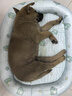BNBNO夏狗窩中小型犬四季通用可水洗狗狗夏天涼席睡墊寵物冰墊狗窩床 曬單實(shí)拍圖