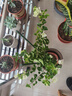 三角梅盆栽花苗綠植物重瓣庭院陽(yáng)臺爬藤攀援植物花卉樹(shù)苗盆景 綠櫻6年苗【掌柜推薦】 曬單實(shí)拍圖