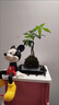 新型造型發(fā)財樹盆栽盆景奇趣獨特室內(nèi)植物室內(nèi)辦公室好養(yǎng)植物 奇趣雙桿發(fā)財樹苔蘚球+塑料底座 曬單實拍圖