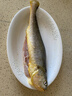 正宗大陳島大黃魚東海黃花魚新鮮活冷凍深海臺州海鮮水產(chǎn)中秋禮盒 0.9-1.1斤/每條 2條裝 曬單實拍圖
