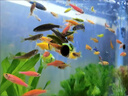 百綸木千斑馬魚觀賞魚苗燈科魚活體冷淡水新練手好養(yǎng)小型熱帶魚紅綠寶蓮燈 【小缸】1-2cm小斑馬8條隨機(jī)色 曬單實(shí)拍圖