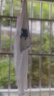 EP雅瑩女裝 醋酸珠光感短袖開(kāi)衫 V領(lǐng)涼感醋酸棉罩衫 2025夏季新款9153A 白色 M 曬單實(shí)拍圖