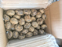 廣西馬蹄 荔浦荸薺 地栗地梨 脆甜無渣 現(xiàn)挖新鮮 超級無敵 特大果 超級果王 5斤 （1斤10個左右） 曬單實拍圖