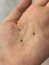 巴斯夫除蟲菊殺蟲劑噴霧蟑螂藥螞蟻跳蚤臭蟲蒼蠅衣魚蟲小飛蟲下水道80ml 曬單實拍圖