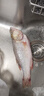 鮮活沖浪河鱸魚400-500g/條 曬單實(shí)拍圖