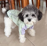 阿莫爾狗狗衣服夏季戶(hù)外防水連帽沖鋒衣泰迪比熊博美四腳衣寵物小狗雨衣 紫綠撞色沖鋒衣 L(建議8-10斤具體參考胸圍背長(cháng)) 曬單實(shí)拍圖