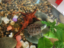 爬將軍生態(tài)烏龜缸造景魚龜混養(yǎng)懶人養(yǎng)龜小型小烏龜專用家用魚缸桌面魚缸 50混養(yǎng)缸【水陸雙區(qū)造景套餐】 曬單實(shí)拍圖