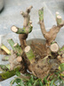 玫瑰花苗四季開花盆栽地栽花卉觀花植物室內(nèi)外月季老樁苗薔薇花苗 混色精品老樁玫瑰苗5棵裝 曬單實拍圖