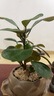 八芽盆栽小盼菩提樹植物室內(nèi)禪意盆景辦公室桌面好養(yǎng)綠植源頭直發(fā)包郵 蓮花盆菩提（禪坐菩薩套裝） 曬單實拍圖