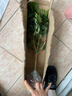 扶?；ㄅ柙灾匕陰Щòt色朱瑾牡丹草陽(yáng)臺四季開(kāi)花卉室內植物綠植 大紅色重瓣【帶花苞】4年苗（原 曬單實(shí)拍圖