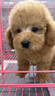 伊寵泰迪幼犬純種活體寵物狗狗活物幼崽貴賓犬小型犬 寵物級(jí) 公 曬單實(shí)拍圖