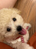 泰迪幼犬純種灰泰迪貴賓犬茶杯犬長(zhǎng)不大小體狗小型犬活體狗寵物狗 寵物級(jí) 香檳泰迪 母 曬單實(shí)拍圖