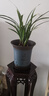 劉閣蘭花蘭花苗 大金邊藝 天香妃 現(xiàn)帶花苞室內(nèi)室外綠植蘭草花卉盆栽 6苗連體裸根帶3花苞 曬單實(shí)拍圖