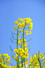 蜂花香皂精油植萃香氛液體皂（香水玫瑰）650g沐浴洗澡乳液露 曬單實(shí)拍圖