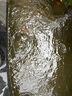 森森（SUNSUN）魚缸水泵變頻水泵潛水泵水族箱過濾器抽水魚池過濾泵 25W變頻 流量可調(diào) 帶水管 曬單實(shí)拍圖